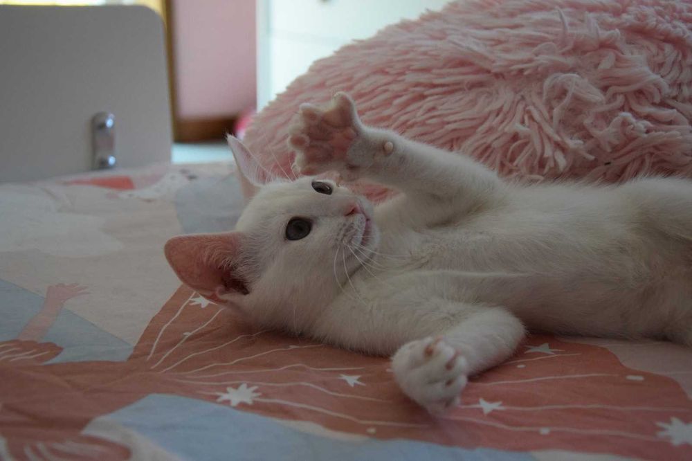 Gatinhos bebés para adopção responsável