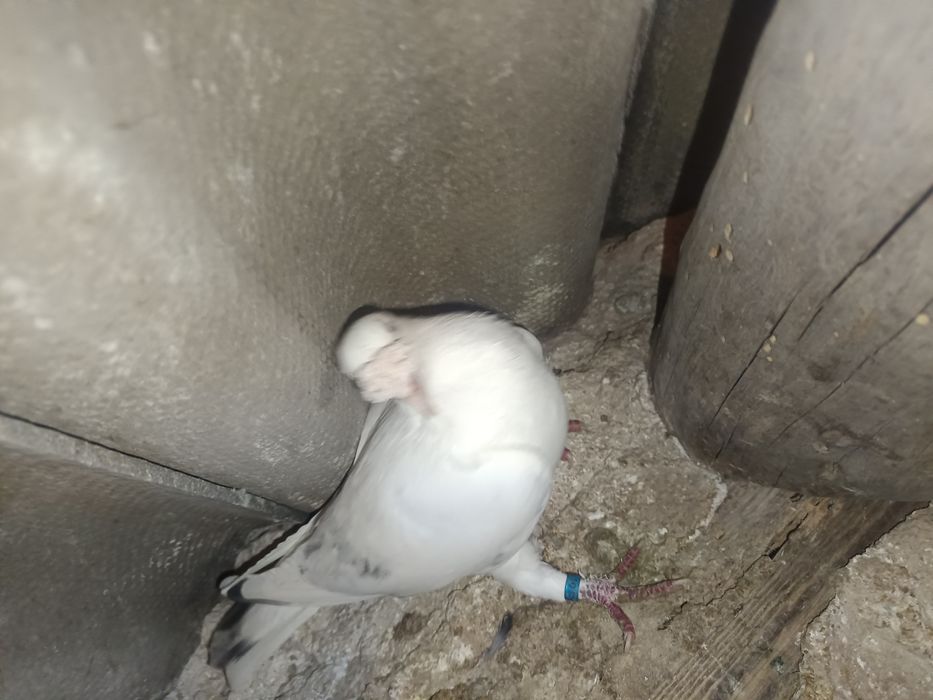 Sprzedam gołębia staropolski samica MOŻLIWOŚĆ WYSYŁKI