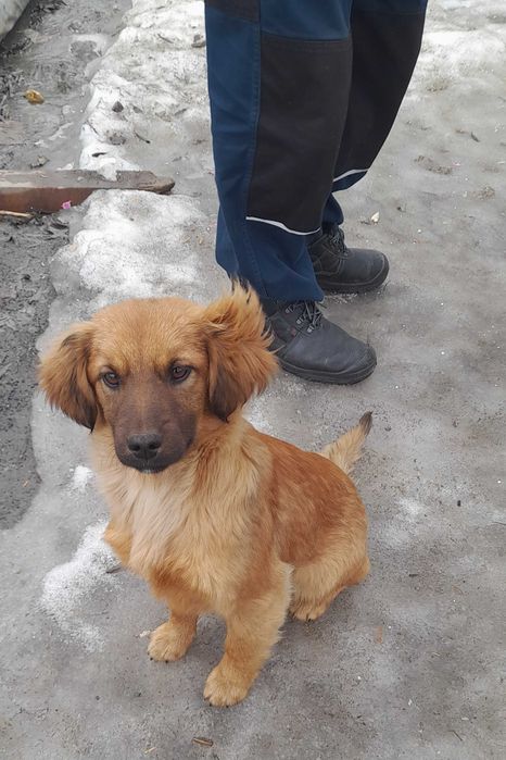 Цуценята в гарні руки, шукають родину