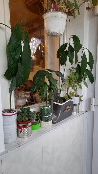 Сансевие́рия и не только