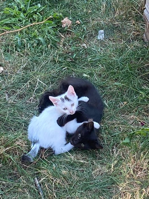 Кошенята і кішки в добрі руки