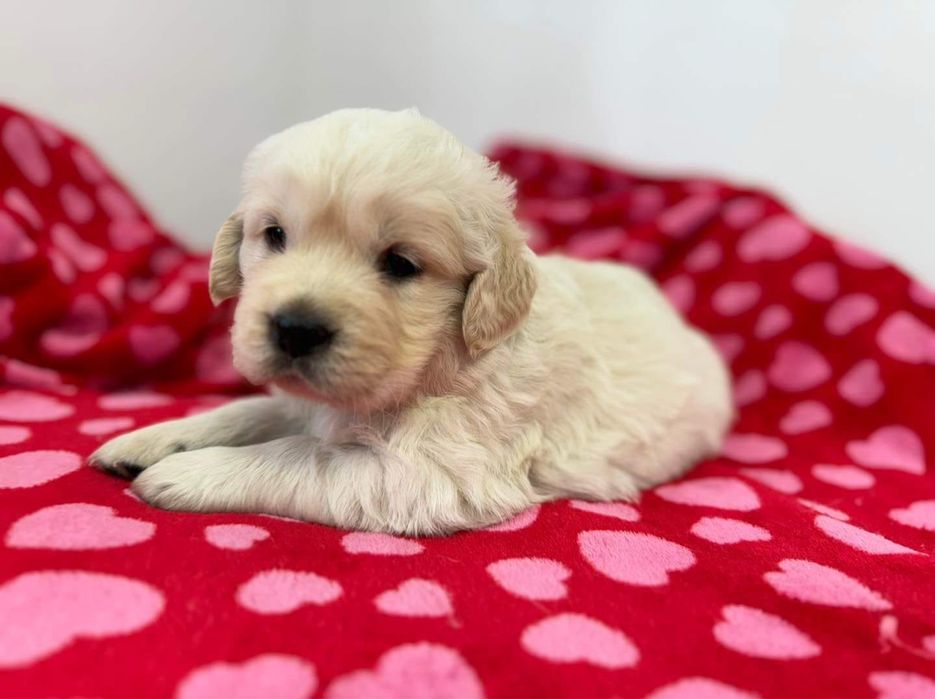 Golden Retriever com Lop e afixo