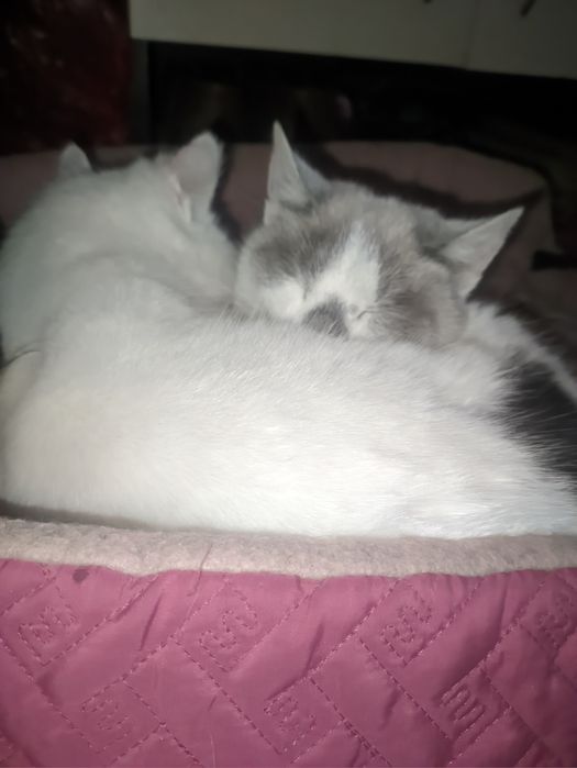 Отдам  котика  3 года и двух котят по годику ( Сторожинец)