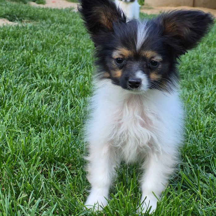 Papillon suczka tricolor ZKwP/FCI