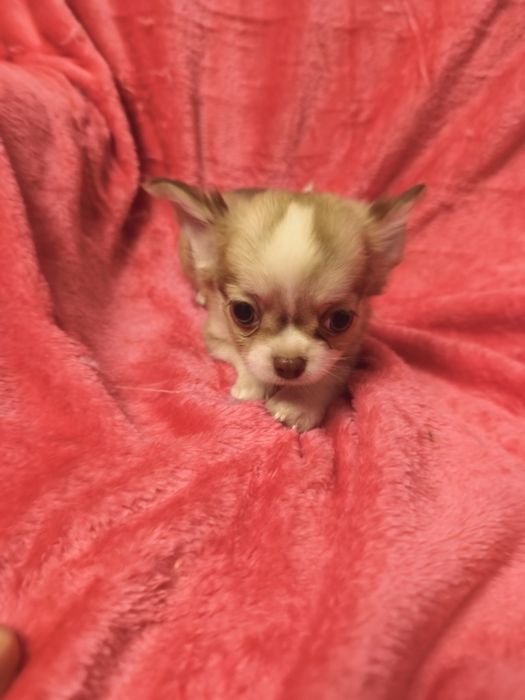 Chihuahua de pêlo cumprido menina