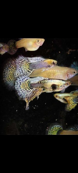 Platinum blue dragon