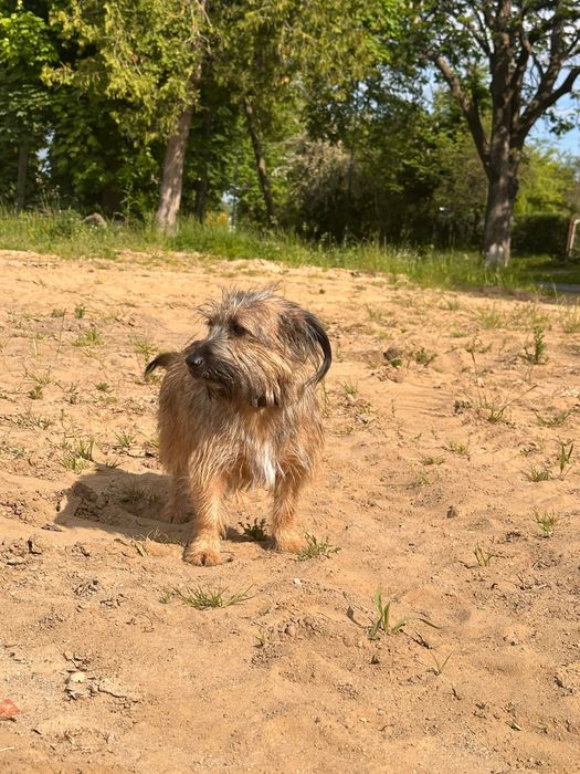 Jack Russell terrier