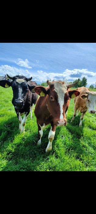 Wiejski ekologiczny nabiał