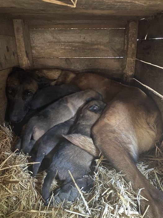 Щенки Бельгийской Овчарки