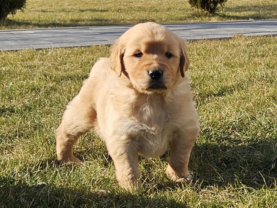 Golden retriver złoty