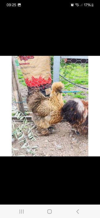 Ovos sedosas do japao muitas cores