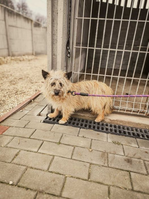 Rafi - do adopcji po śmierci właściciela, nieufny