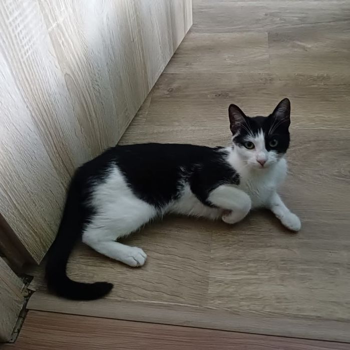 Fela Szuka domu.