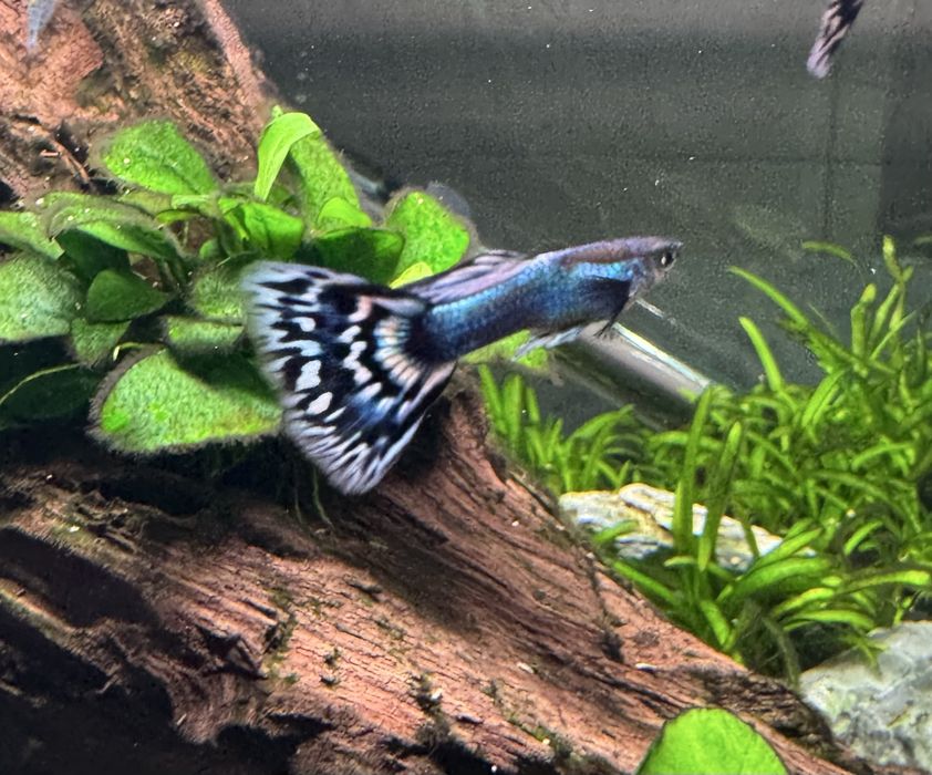 Casal guppys Japan Blue Mosaic