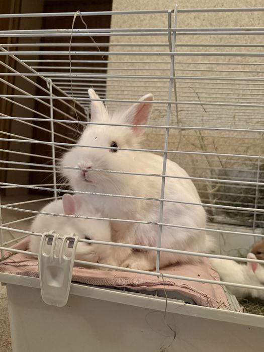 Декоративні карликові кролики | бронювання | доставка по Львову