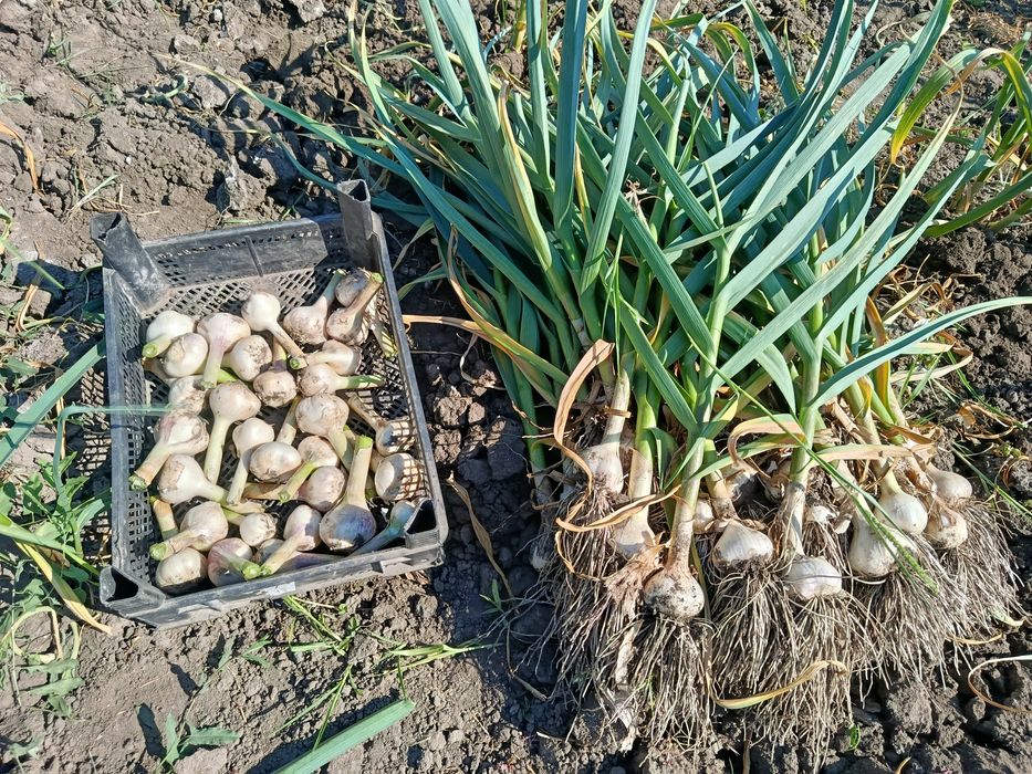 Продам часник Любаша
