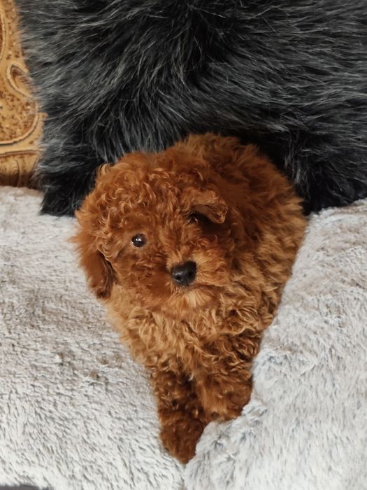 Pudel Toy Red Piesek