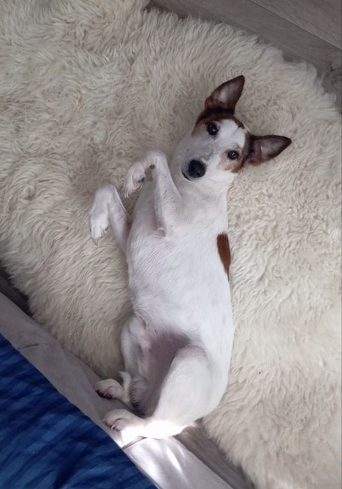 Фокстерєр Рокі шукає надійну родину