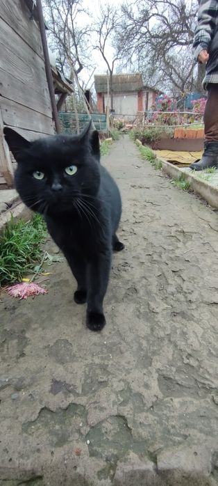 Потеряшка черный британец