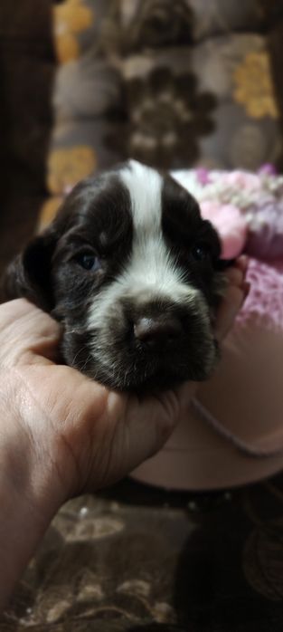 Suczka Cocker spaniel angielski