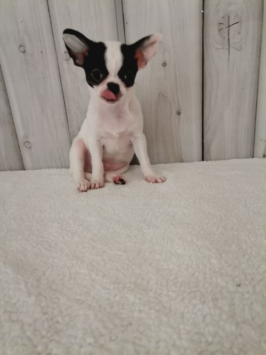 Chihuahua krótkowłosy z prawdziwym rodowodem FCI