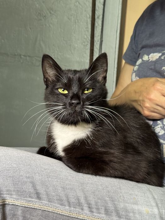 Подарю  молодую кошечку