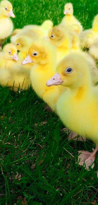 Pisklęta gęsie, biała kołudzka