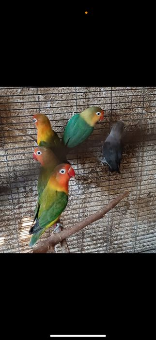 Agapornis fischeri 2025 Machos