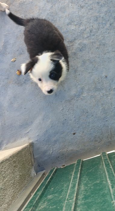 Border collie fêmea pura