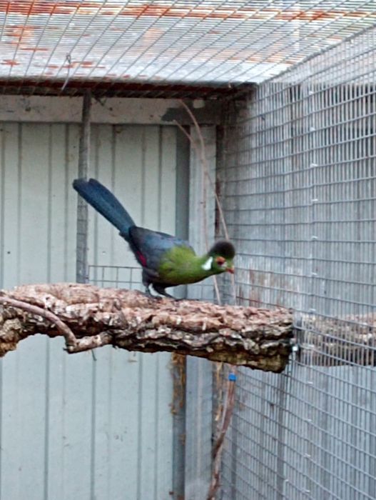 Tauraco leucotis fêmea