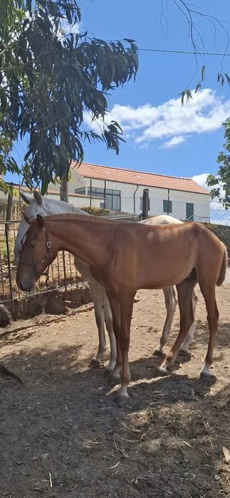 Poldro lusitano com 1 ano