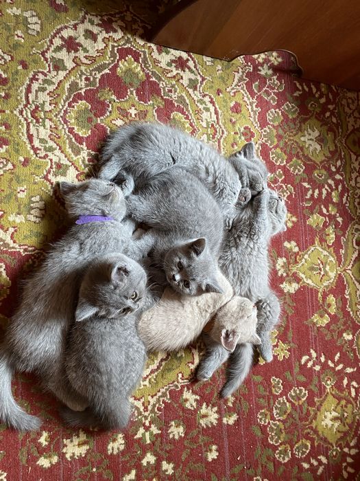 Шотландські котята