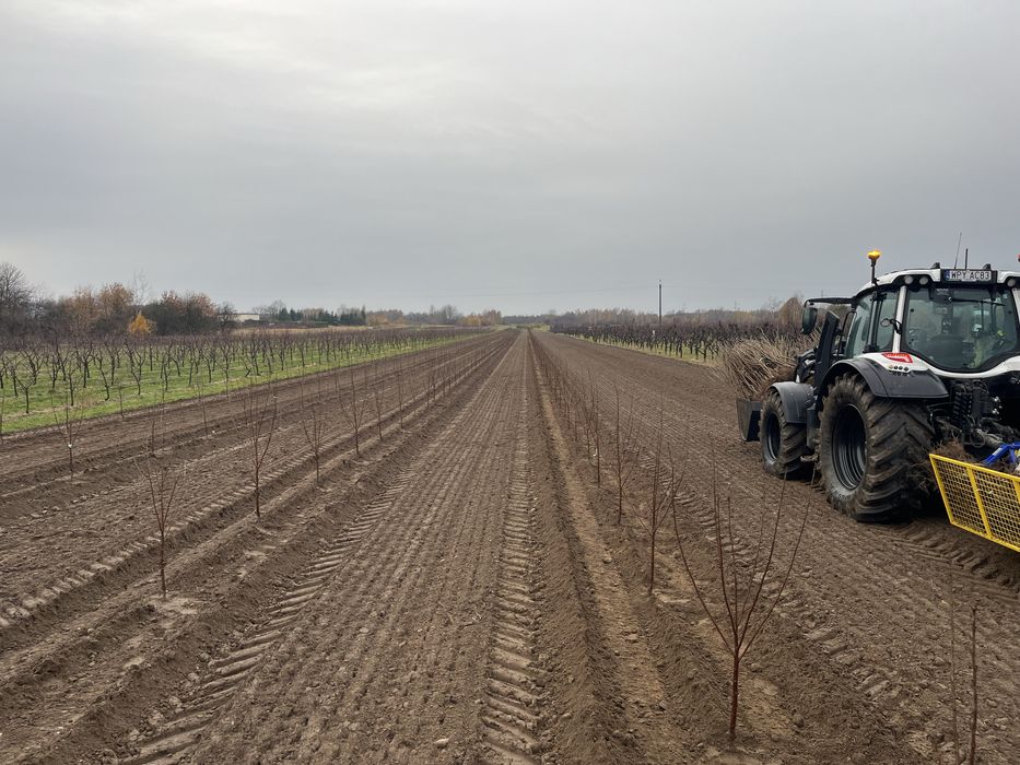 Zakladanie plantacji sadu Sadzenie drzewek jabłoni wiśni czereśni GPS