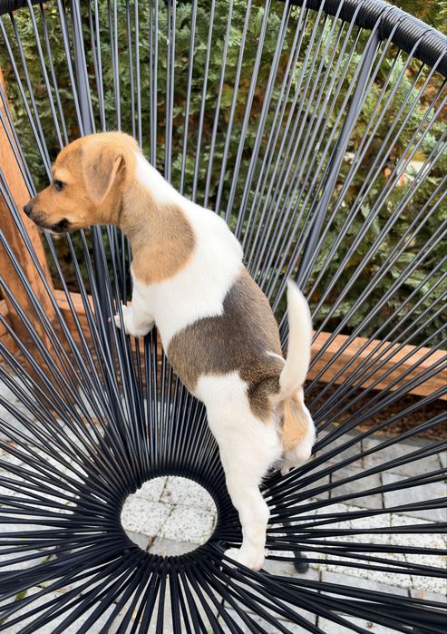 Jack Russell Terrier