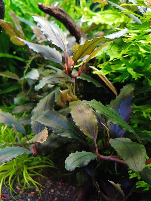 Bucephalandra red gaia