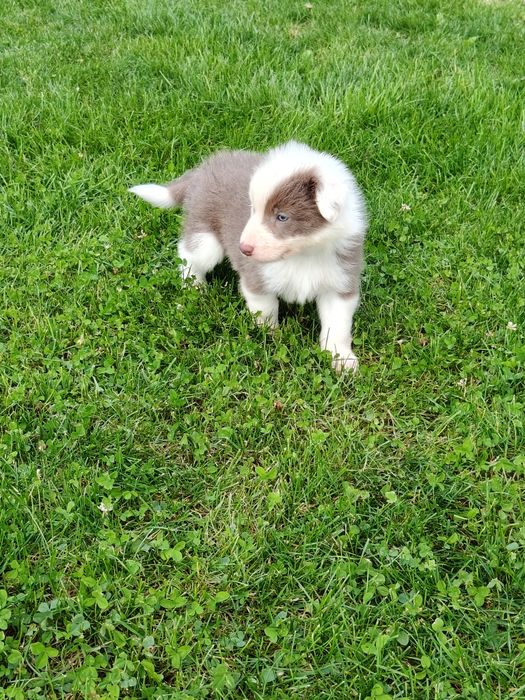 Border Collie piesek