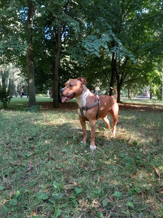 Кобель Американського пітбультер'єра