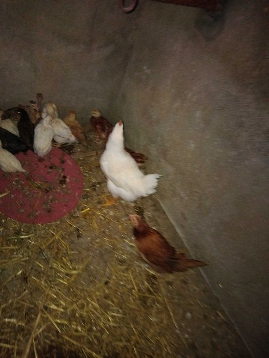 Galos e pintos machos de várias raças e idades