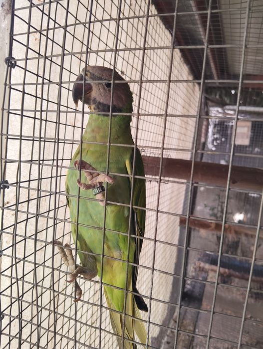Ringnecks , alexandrinos , mustaches