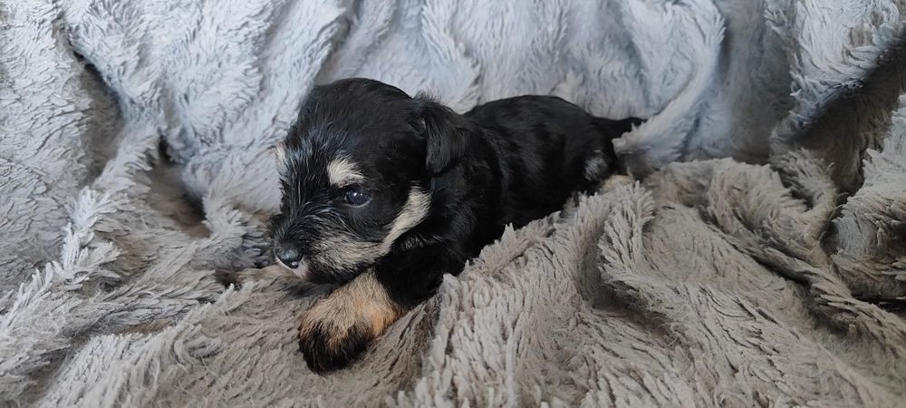 Sznaucer miniaturowy czarno-srebrny