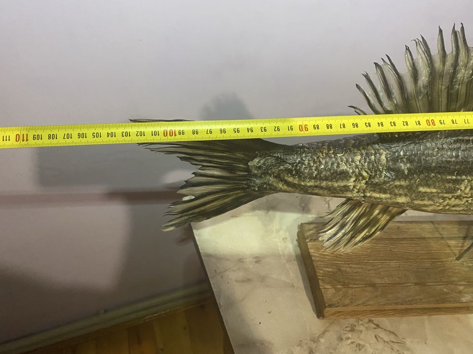 Чучело трофейної щуки