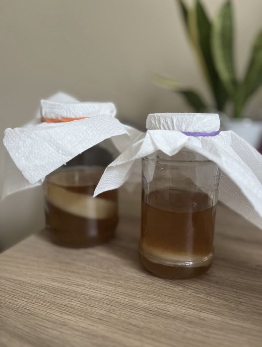 Kombucha Starter SCOBY | Grzybek Kombucha / Kombucza | Starter + baza
