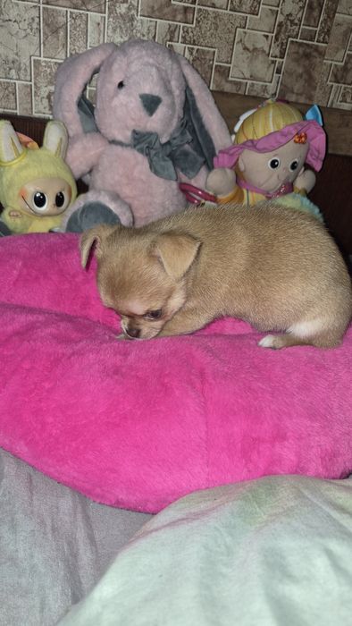 Дівчинка чихуахуа міні