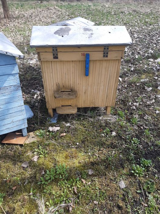 Ule warszawskie poszerzane