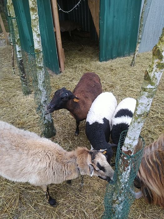 Owca kameruńska, kotna