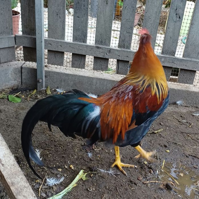 Galo Leghorn +7 meses