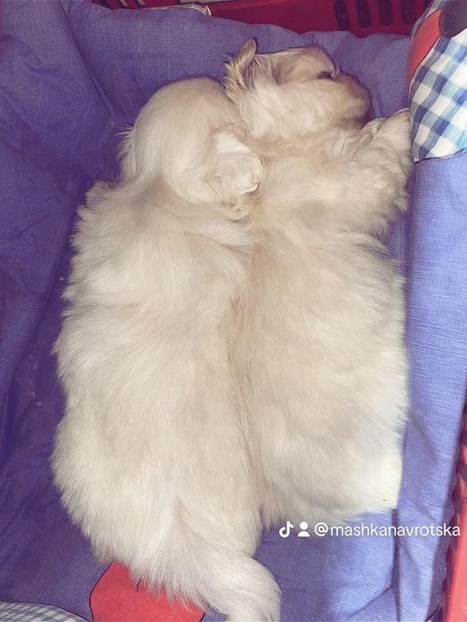 Королівські пекінеси білі