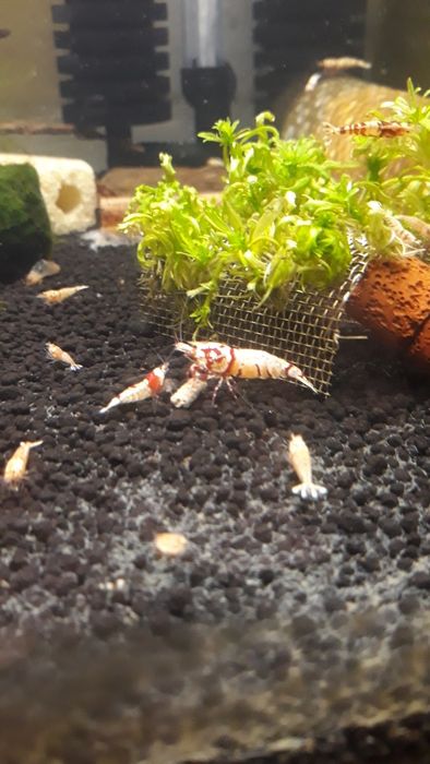 Krewetki Caridina Mix