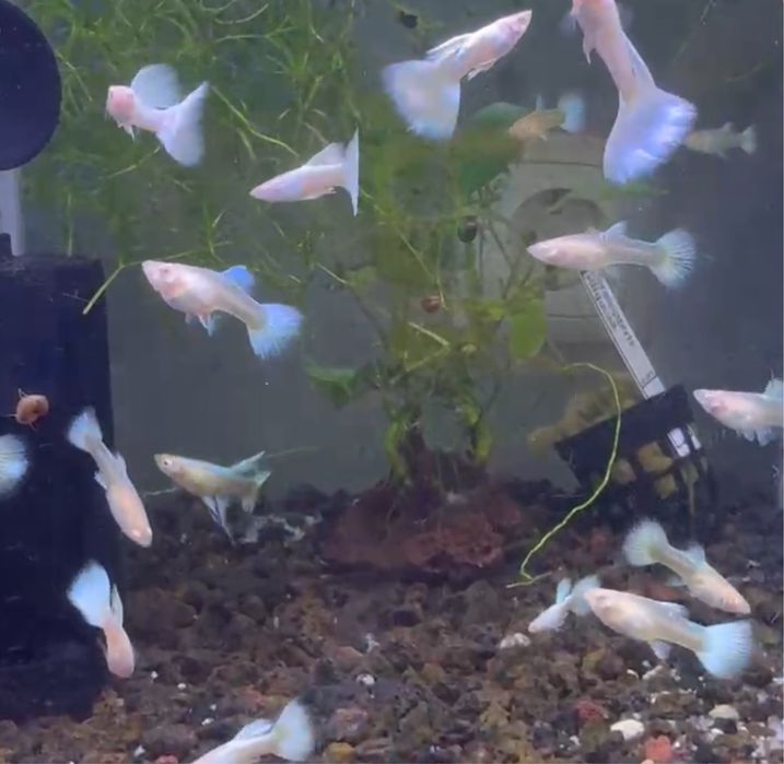 Guppy Full Platinum Albino