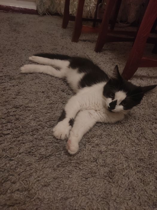 Котенок девочка, в хорошие руки